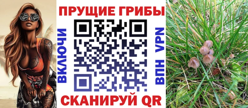 Псилоцибиновые грибы Psilocybine cubensis Цимлянск
